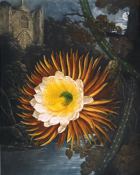 A detailed illustration of an exotic flower by a riverside at night