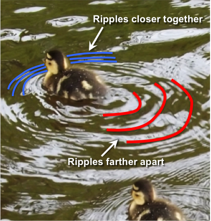 Duckings swimming across the lake.